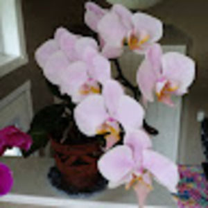 Meet your Posher, Bona